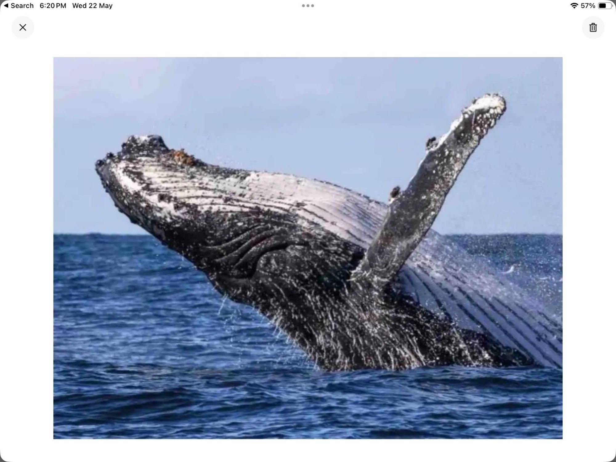 Lakefront Turtle Retreat - Hervey Bay - Free Parking - Self Check In * Urangan