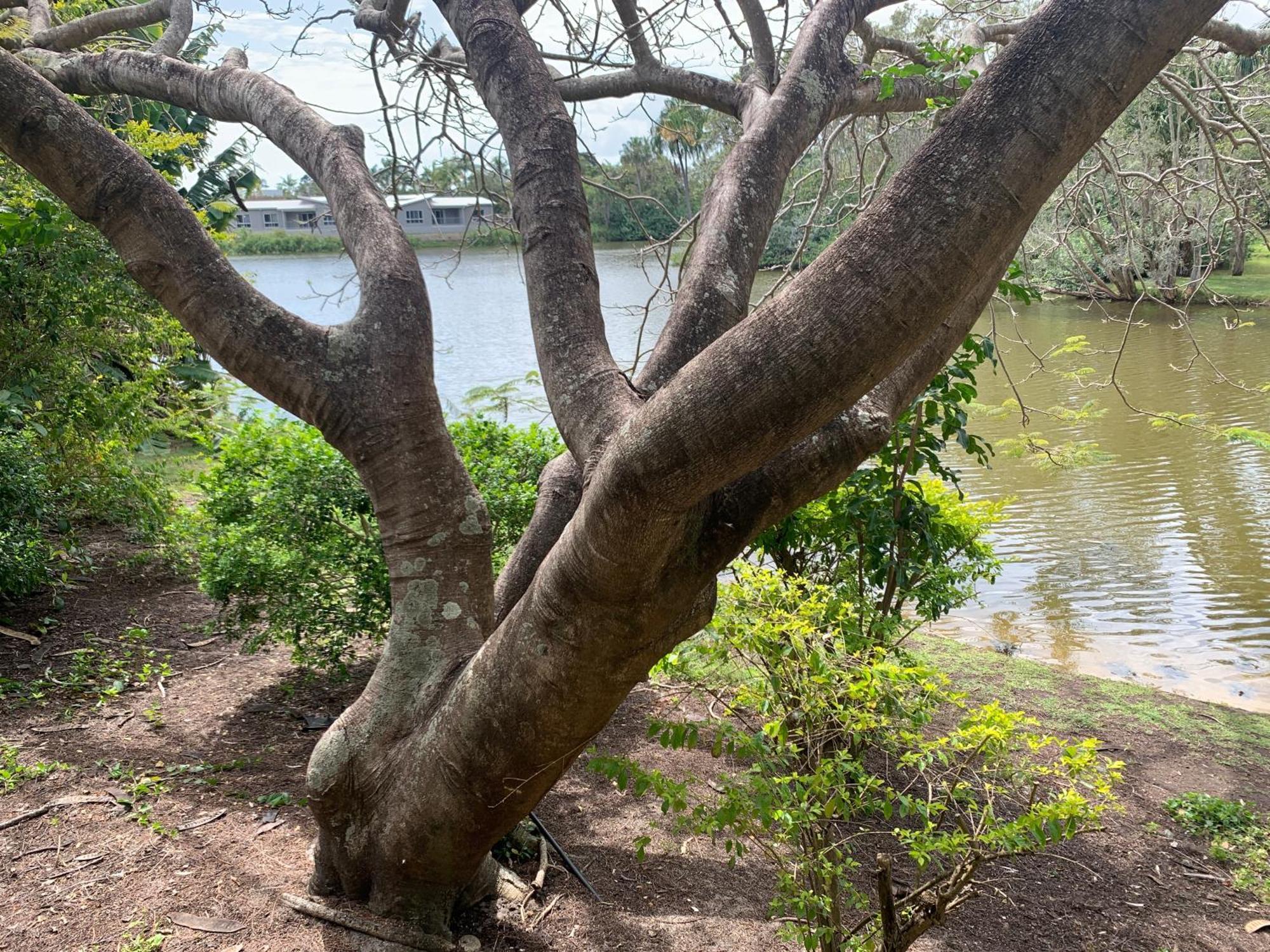 Lakefront Turtle Retreat - Hervey Bay - Free Parking - Self Check In * Urangan